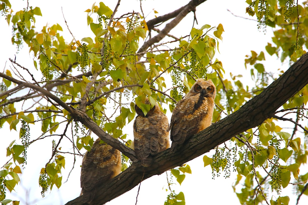 Photo Owls vs Larks